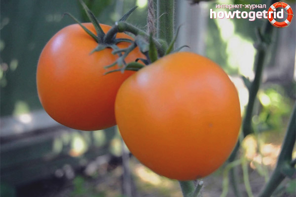 Tomaten-Mandarinen-Ente