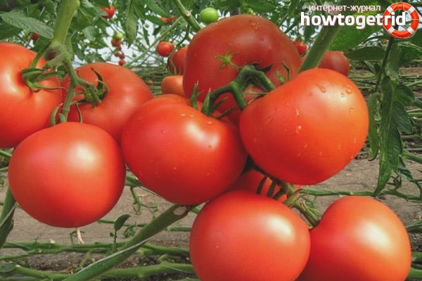 Marquise aux tomates