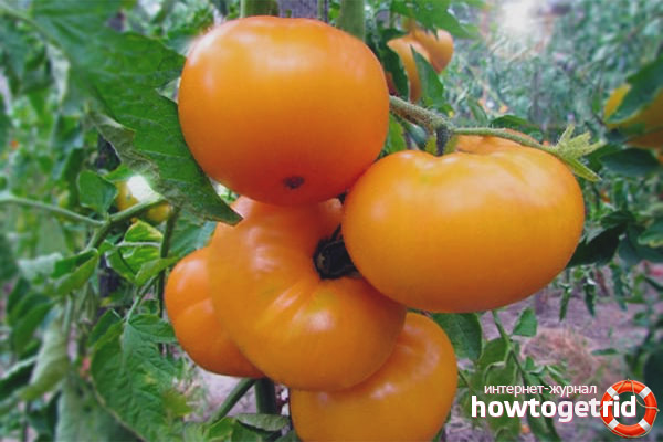Marmelade de tomates jaune