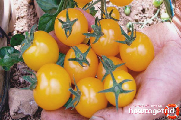 Bouquet de tomates au miel