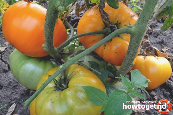 Tomato Orange Strawberry