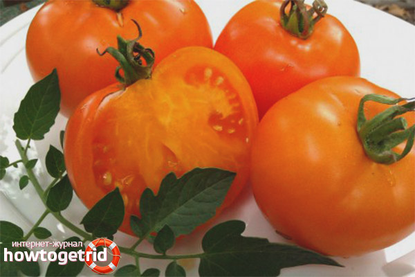 Tomatenorange Elefant