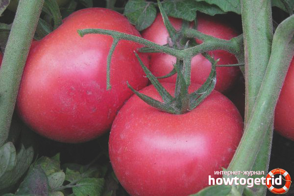 Tomato Pink unique F1