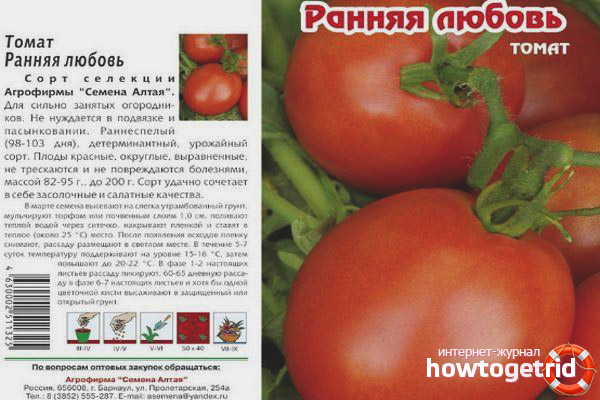 Tomaten frühe Liebe