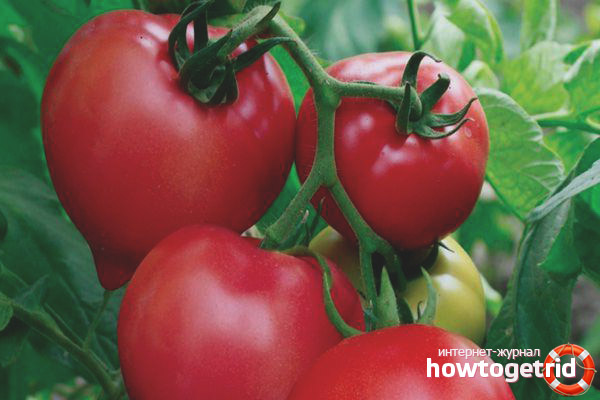 Tomatenrosa Traum F1