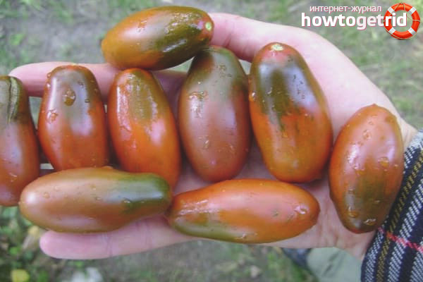 Tomaten Eiszapfen schwarz