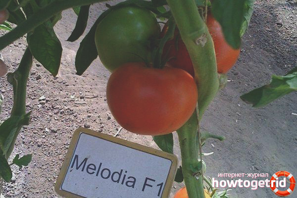 Entretien de la variété de tomate Melody F1