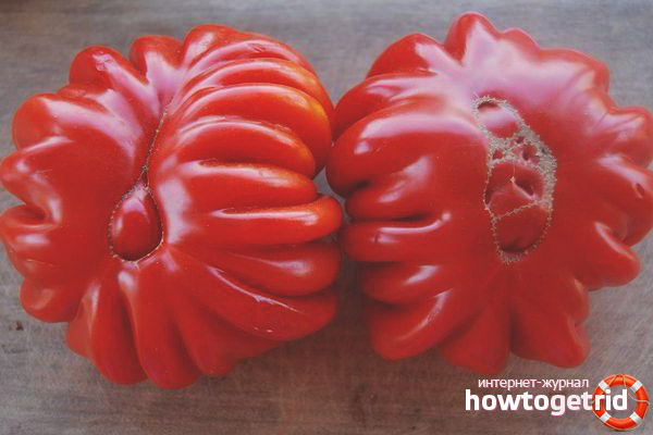 Tomato Care Lorraine Beauty