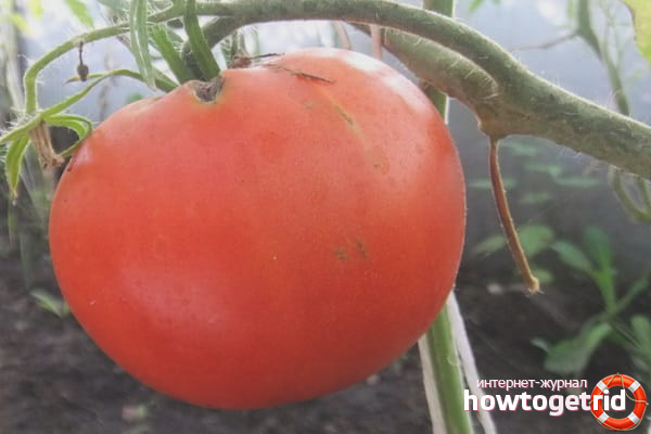 Tomato Care Marschall Sieg