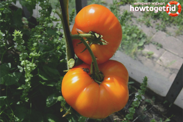 Tomatenpflege Orange Elefant