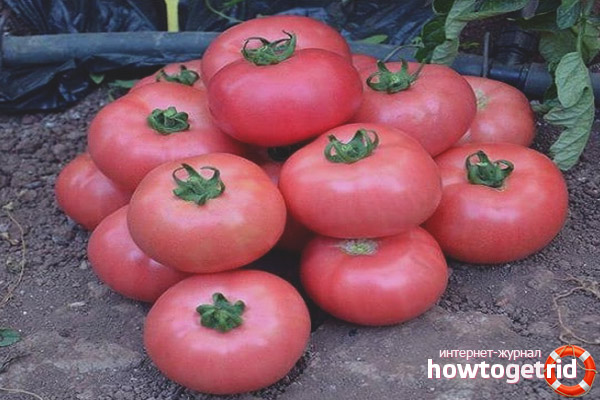 Productivité des tomates Pandarosa F1