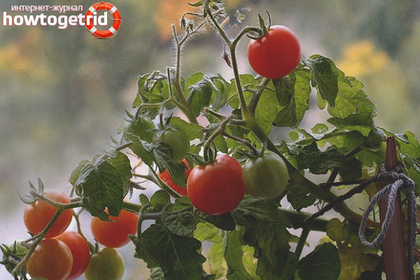 Bouton de croissance des tomates