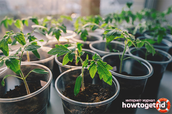 Cultiver des plants de tomates miracle morave