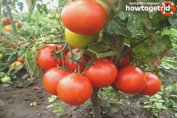 Tomate en croissance Mars F1