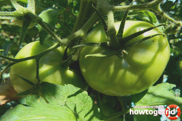 Culture de tomates Plyushkin F1