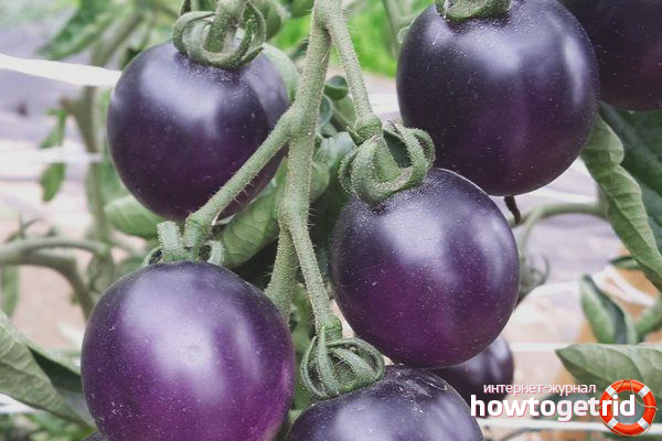 Growing tomatoes Blueberry creamy