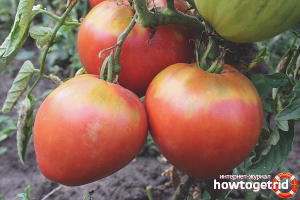 Growing tomatoes Freken Bock