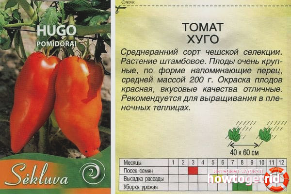 Growing Tomato Tomato Hugo