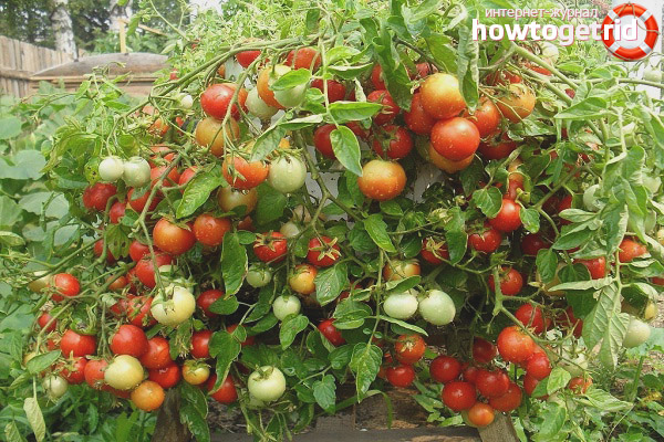 Glacier de tomates en croissance