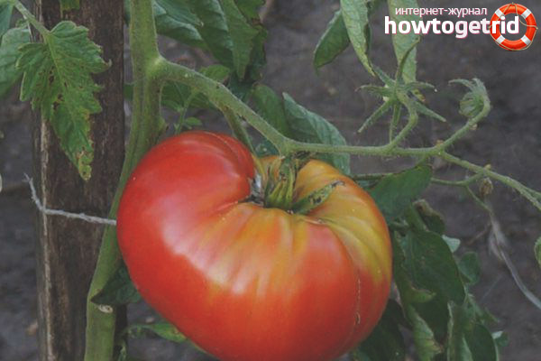 La culture des tomates Lopatinsky