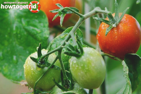 Wachsende Tomaten Mai stieg