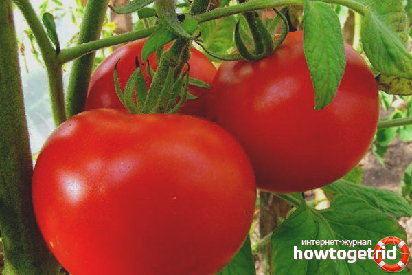 Cultiver des tomates Maxim