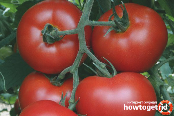 Anbau von Tomaten Malika F1