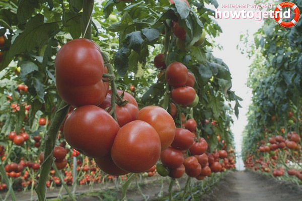 Cultiver des tomates Matthias F1