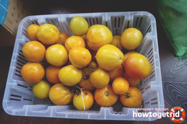 Cultiver des tomates Nouvel An