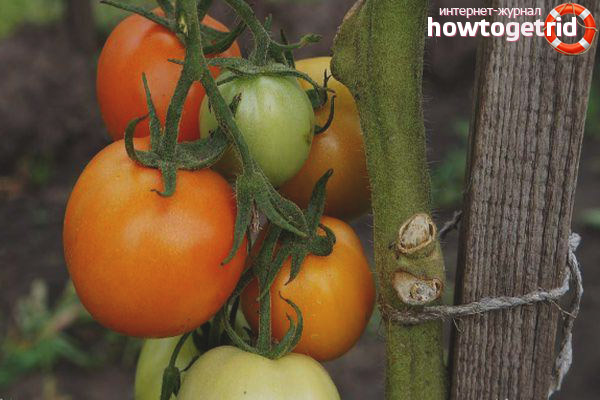 Charme de culture de tomate