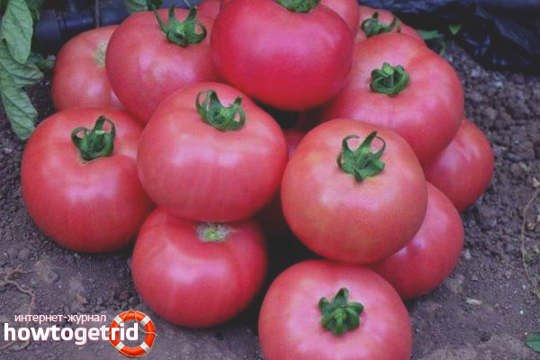 Growing tomatoes Pink unique F1