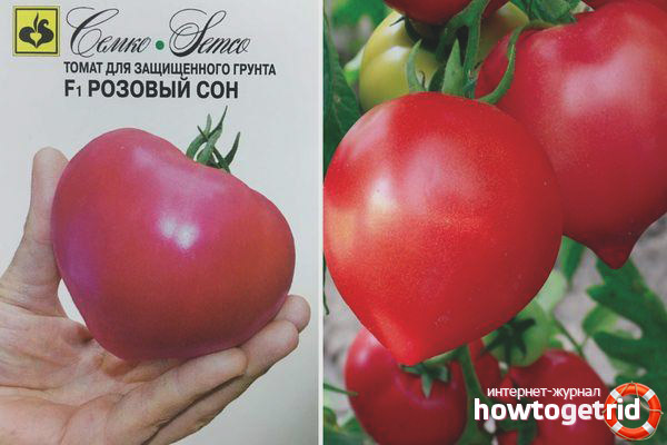 Wachsende Tomaten Pink Dream F1