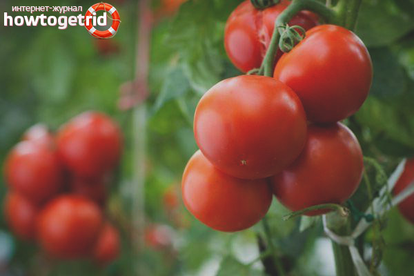 Culture de tomates Server F1