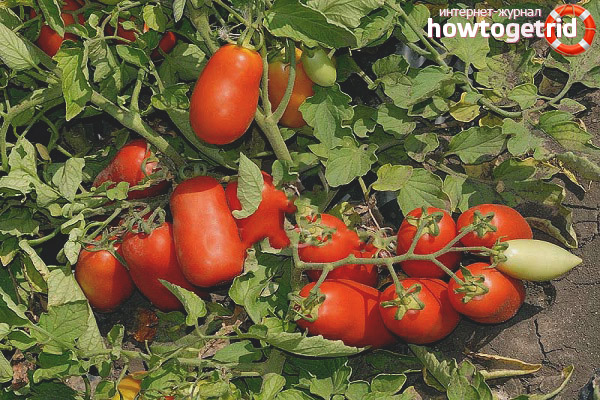 Growing tomatoes Ulysses F1