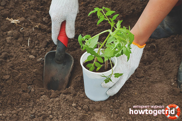 Tomaten pflanzen Lvovich F1