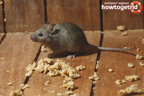 House mouse