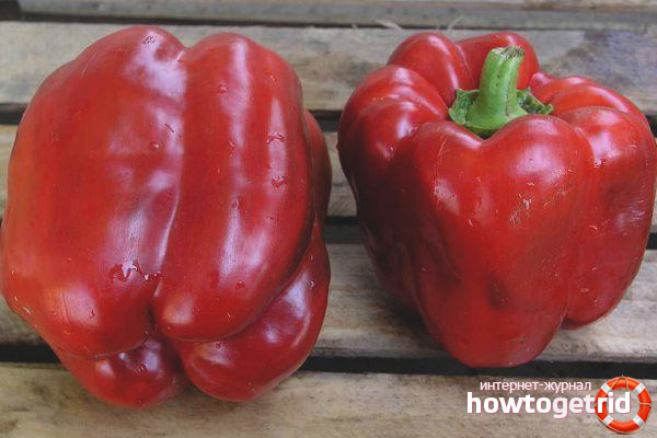 Characteristics of the fruits of pepper Hercules F1