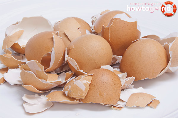 Egg shell as a source of calcium