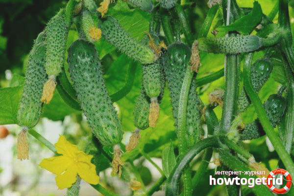 Wie man Amur F1 Gurken pflegt