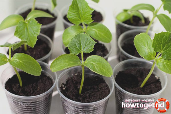 Wie man Amur F1 Gurken aus Setzlingen züchtet