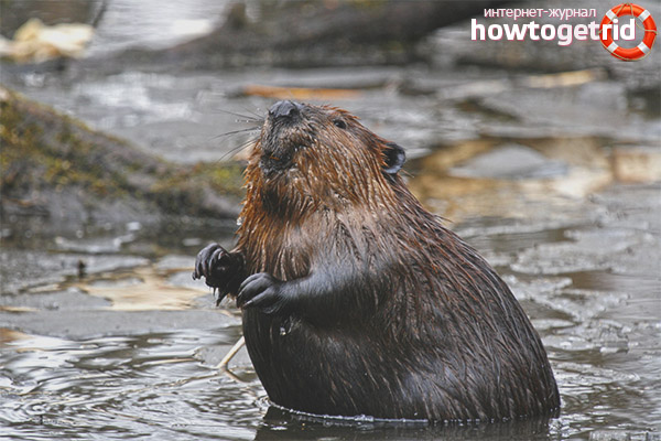 Canadian beaver