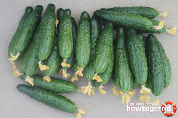 Concombres de classe Athlète F1