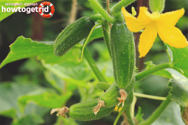 Concombre Atlantis F1