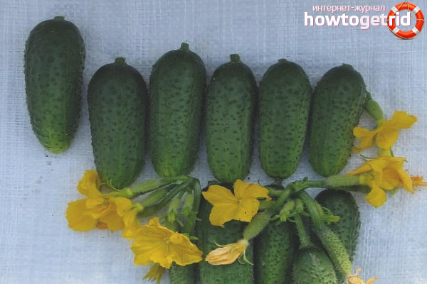 Cucumber Heroic Force F1