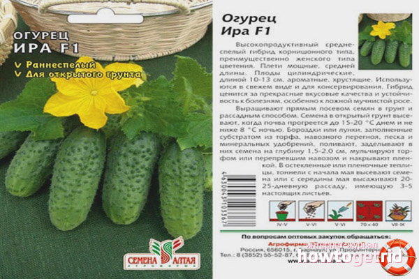 Cucumber Ira F1