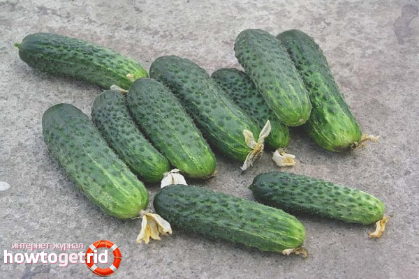 Cucumber Emerald Family F1