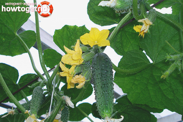 Cucumber Emerald Earrings F1