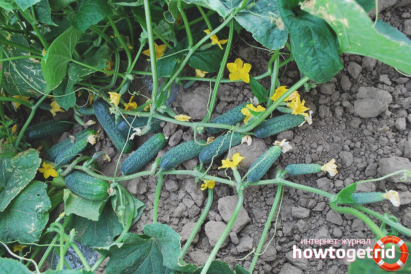 Cucumber Carolina F1