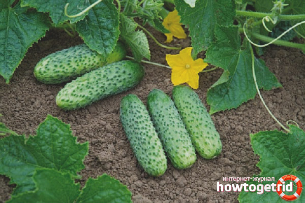 Cucumber Cibria F1