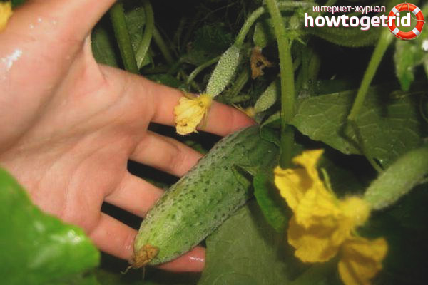 Cucumber Boy with thumb F1